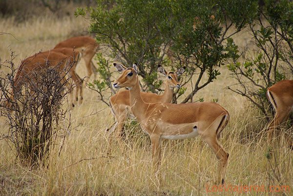 Impalas hembra - Masai Mara - Kenia