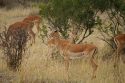 Go to big photo: Female Impala - Masai Mara