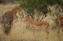 Ir a Foto: Impalas hembra - Masai Mara 
Go to Photo: Female Impala - Masai Mara