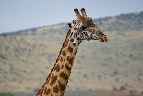 Masai Giraffe - Kenya
Jirafa Masai - Masai Mara - Kenia