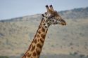 Masai Giraffe - Kenya
Jirafa Masai - Masai Mara - Kenia