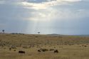 Ampliar Foto: Gran Migración en Masai Mara