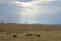 Gran Migración en Masai Mara - Kenia