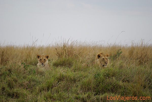 Time to sleep - Kenya
Hora de la siesta - Masai Mara - Kenia