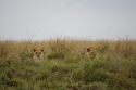 Ir a Foto: Hora de la siesta - Masai Mara 
Go to Photo: Time to sleep