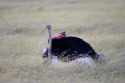 Avestruces apareándose - Masai Mara
Ostriches mate