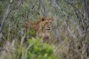 Lioness calling for her cub