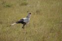 Go to big photo: Secretary bird - Masai Mara