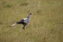 Secretary bird - Masai Mara - Kenya
Secretario - Masai Mara - Kenia