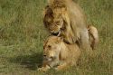 Leones apareándose - Masai Mara - Kenia