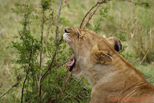 Waking up - Kenya
Fin de la siesta - Kenia