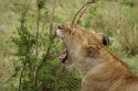 Waking up - Kenya
Fin de la siesta - Kenia