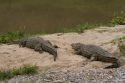 Cocodrilos en el afluente Talek del río Mara - Kenia
Crocodiles in Talek River - Kenya