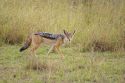 Black-backed Jackal