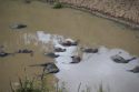 Ir a Foto: Cadáveres en el río Mara 
Go to Photo: Wildebeest carcass floating on the Masai river