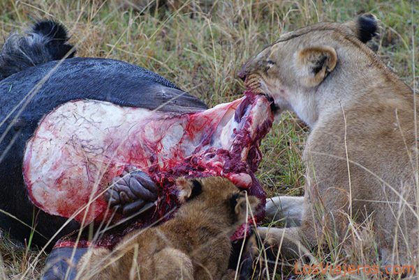 Lion feast - Kenya
Festín al anochecer - Kenia