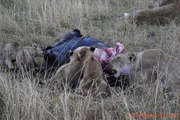 Todos a la mesa... - Kenia
Funeral feast - Kenya
