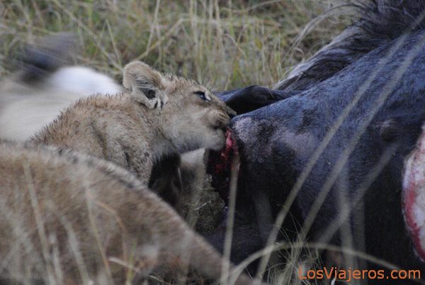 Lion cub licking blood - Kenya
Cachorro lamiendo sangre - Kenia