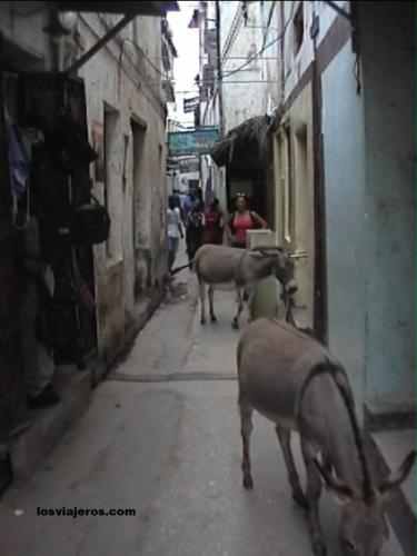 Burros en las calles de Lamu - Kenia