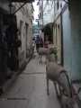 Ir a Foto: Burros en las calles de Lamu 
Go to Photo: Dokeys in Lamu
