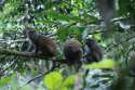 Go to big photo: Family of Bamboo Lemurs -Ansinabe-Mantadia National Parc- Madagascar