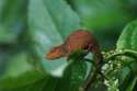 Chameleon -calumma nasuta-Ranomafana- Madagascar