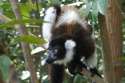 Ampliar Foto: Ruffed Lemur -Andasibe- Madagascar