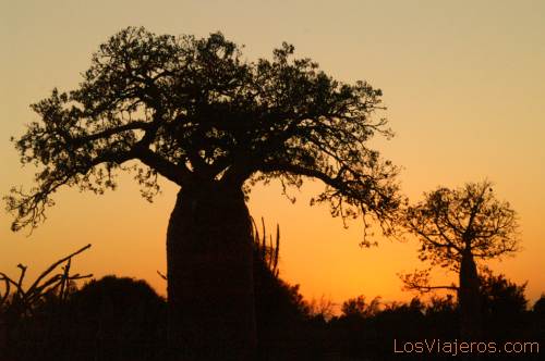 Atardecer tras los Baobab en el bosque espinoso -Ifaty- Madagascar
Sunset in the Spiny Forest - Madagascar
