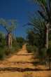 Go to big photo: Spiny Forest - Ifaty - Madagascar