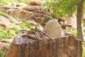 Ir a Foto: Fetiches - Dogon Country - Mali 
Go to Photo: Fetiches - Dogon Country - Mali