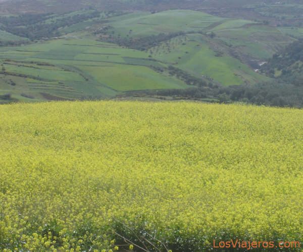 Green and yellow - Morocco
Verde y amarillo - Marruecos