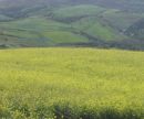 Verde y amarillo - Marruecos