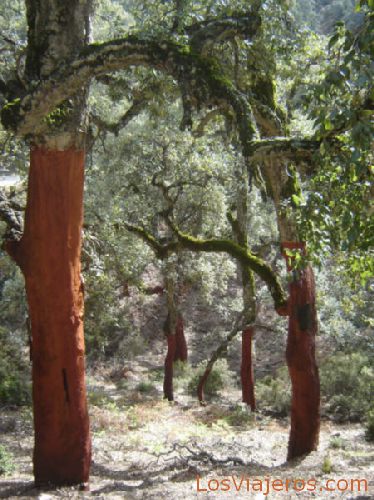 Nudes - Morocco
Desnudos - Marruecos