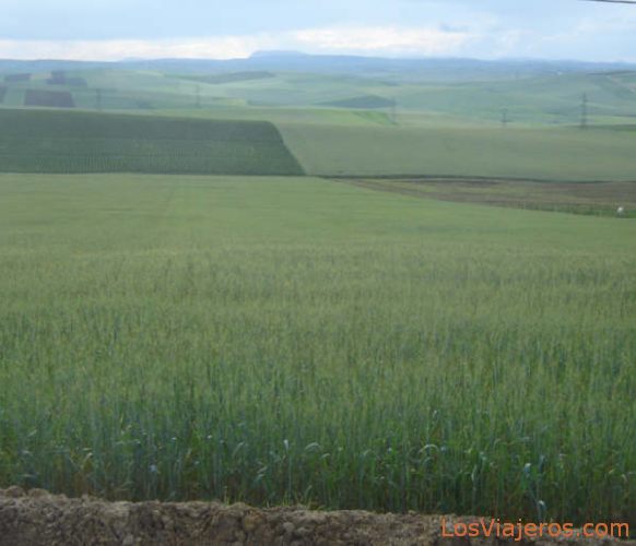 Ields of Wheat - Morocco
Campos de Trigo - Marruecos