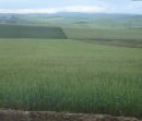 Ir a Foto: Campos de Trigo 
Go to Photo: Ields of Wheat