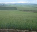 Campos de Trigo - Marruecos