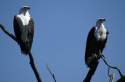 Águilas pescadoras en parque Chobe Bostwana - Namibia
Fisher eagles - Chobe Park - Bostwana - Namibia