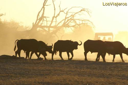 Manada de bufalos en parque chobe Bostwana - Namibia
Buffalos herd - Bostwana - Namibia