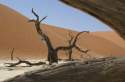 Ampliar Foto: Arboles muertos en desierto de namib