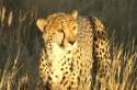 Guepardo en reserva de Namibia
Cheetah - Namibia