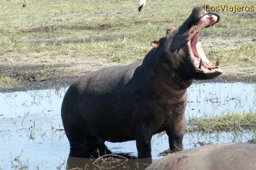 Hipopótamo en parque Chobe Bostwana - Namibia
Hippopotamus - Bostwana - Namibia