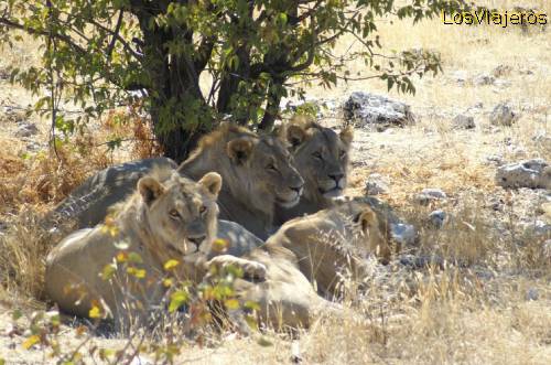Lions - Ethosa Park - Namibia
Leones en Ethosa Park, Namibia