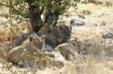 Ampliar Foto: Leones en Ethosa Park, Namibia