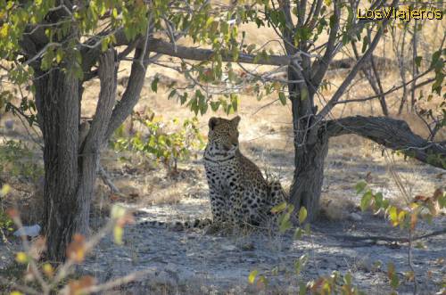 Leopardo en Ethosa Park - Namibia