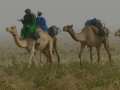 Ampliar Foto: Caravana tuareg- desierto Tenere