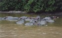 Ir a Foto: Santa Lucía, hipopótamos en la Laguna 
Go to Photo: St. Lucia, hippos at the lagoon