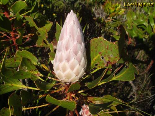 Capullo de Protea, la flor nacional de Sudáfrica