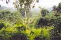 Exuberante selva de montaña en Togo.
Landscape of the mountain rain forest - Pic d'Agou - Togo