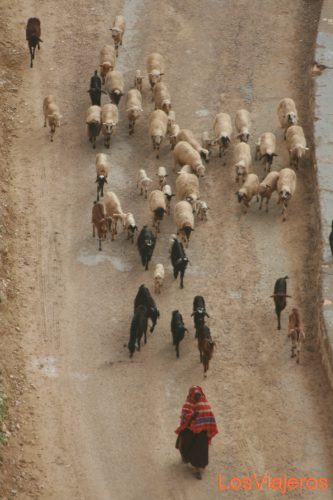 Sheep - Tunisia
Rebaño - Tunez