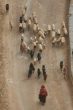 Go to big photo: Sheep - Tunisia